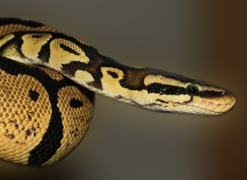 Adopter un python royal